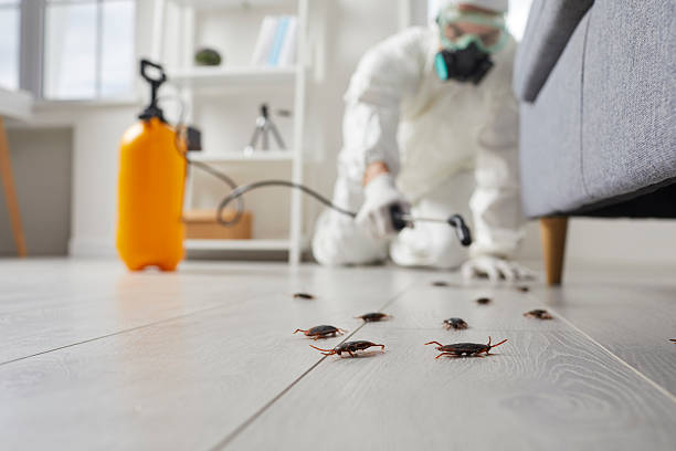 Affordable Termite Control solutions in Carlin, NV
